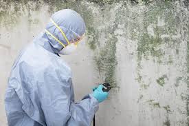 Professional Mold Remediation in Houston, MO